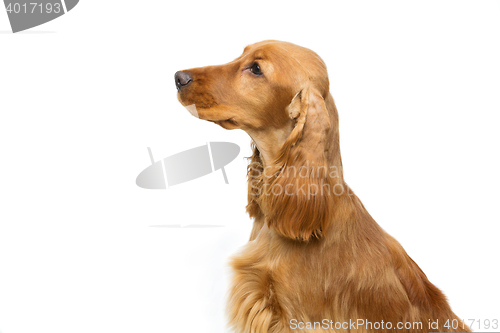 Image of Beautiful young cocker spaniel