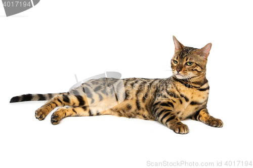 Image of Beautiful bengal cat