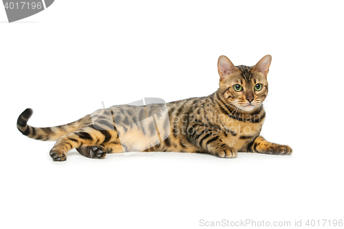 Image of Beautiful bengal cat