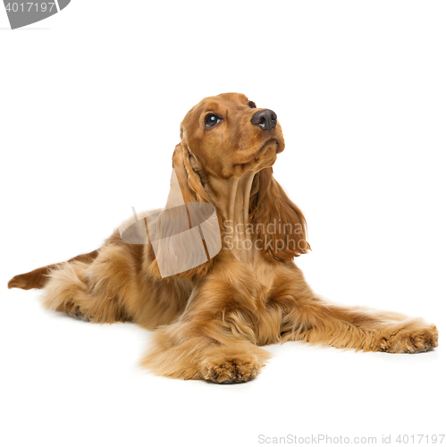 Image of Beautiful English Cocker Spaniel