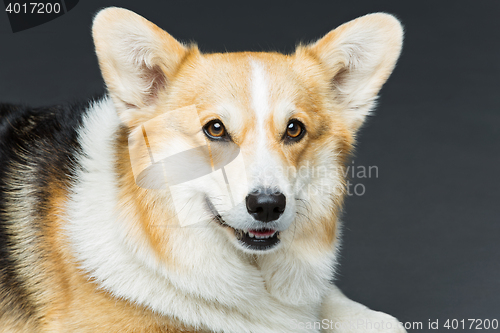 Image of Beautiful welsh corgi dog