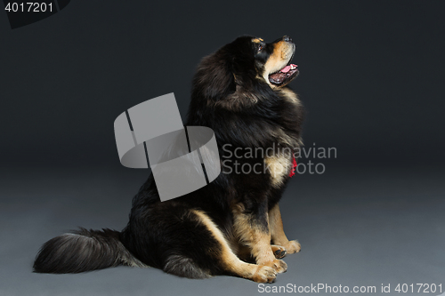 Image of Beautiful big Tibetan mastiff dog