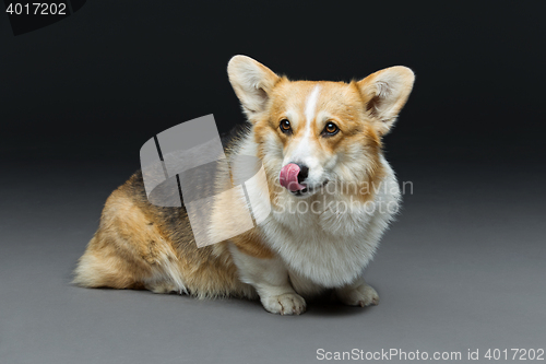 Image of Beautiful welsh corgi dog