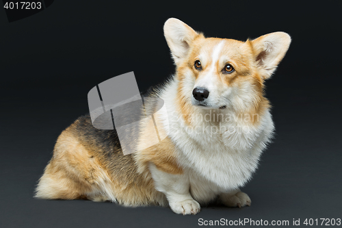 Image of Beautiful welsh corgi dog