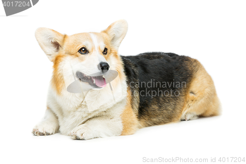 Image of Beautiful welsh corgi dog