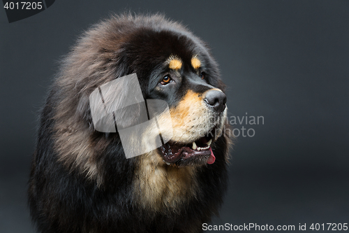 Image of Beautiful big Tibetan mastiff dog