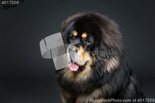 Image of Beautiful big Tibetan mastiff dog