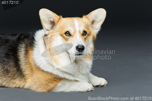 Image of Beautiful welsh corgi dog