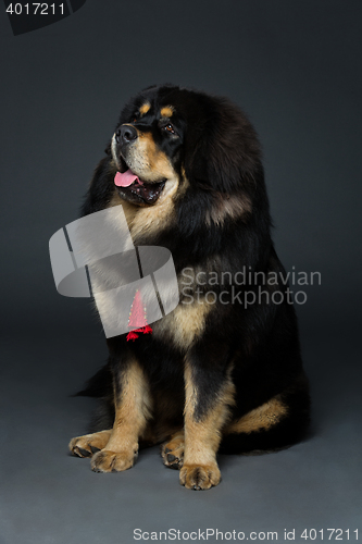 Image of Beautiful big Tibetan mastiff dog