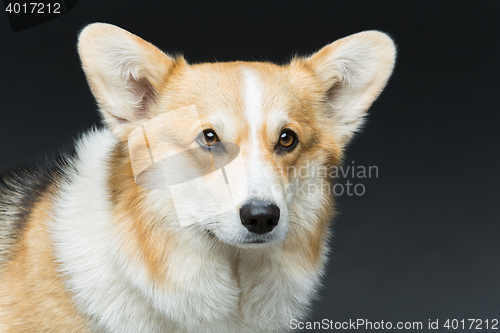 Image of Beautiful welsh corgi dog