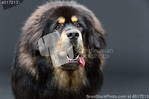 Image of Beautiful big Tibetan mastiff dog