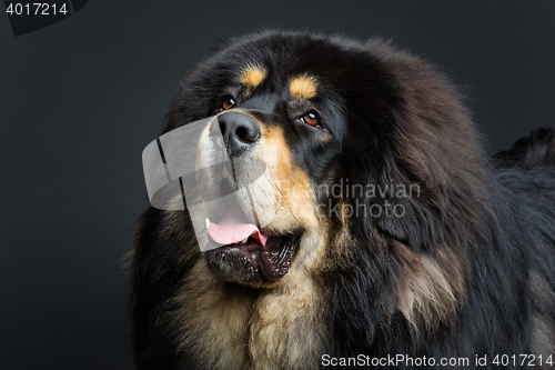 Image of Beautiful big Tibetan mastiff dog