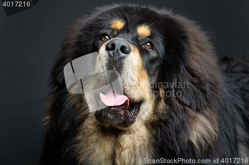 Image of Beautiful big Tibetan mastiff dog