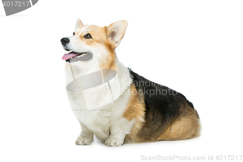 Image of Beautiful welsh corgi dog