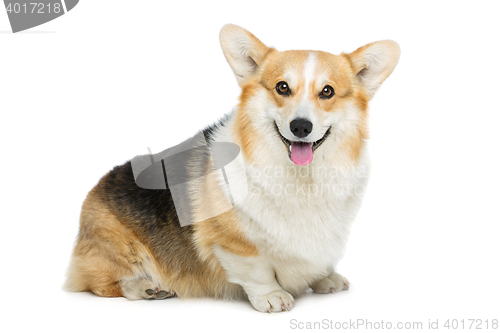 Image of Beautiful welsh corgi dog