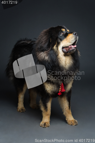 Image of Beautiful big Tibetan mastiff dog