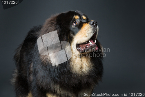 Image of Beautiful big Tibetan mastiff dog