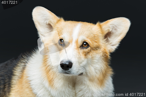 Image of Beautiful welsh corgi dog