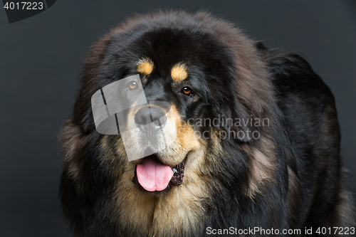 Image of Beautiful big Tibetan mastiff dog