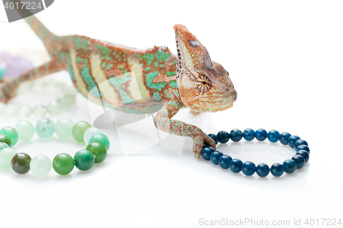 Image of Beautiful chameleon with natural stone bracelets