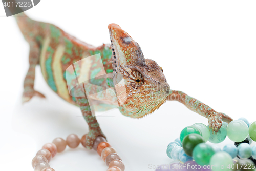 Image of Beautiful chameleon with natural stone bracelets