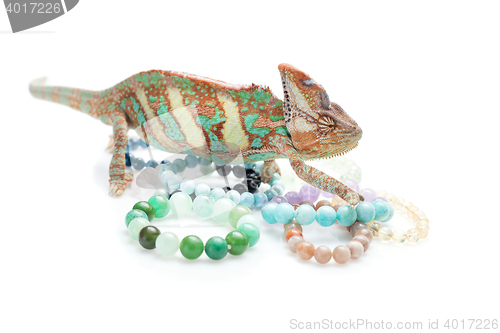 Image of Beautiful chameleon with natural stone bracelets