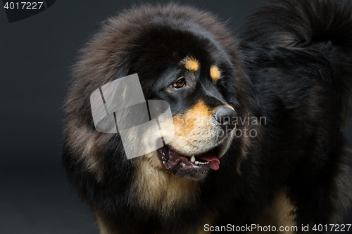 Image of Beautiful big Tibetan mastiff dog