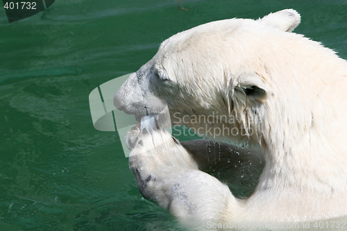 Image of Polarbear