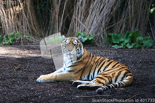 Image of Panthera tigris