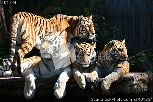 Image of Tiger family