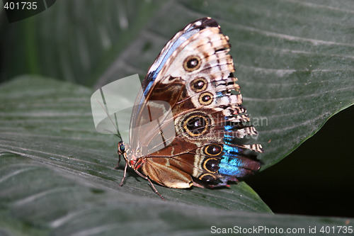 Image of colorful Butterfly