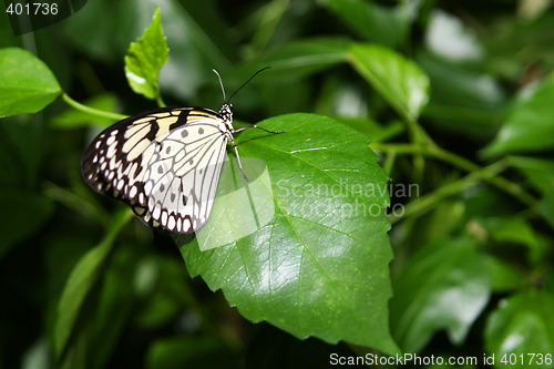 Image of Butterfly