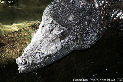 Image of crocodile