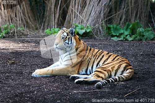 Image of striped terror