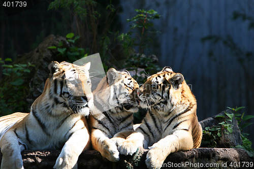 Image of tiger trio