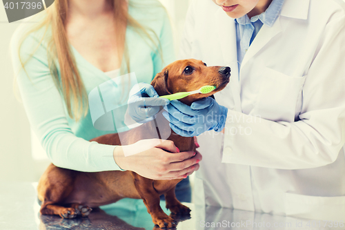 Image of close up of veterinarian brushing dog teeth