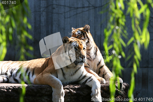 Image of Big cats