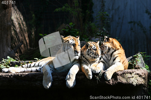 Image of tigers