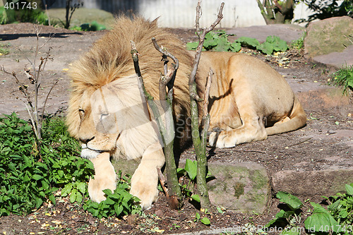 Image of lazy lion