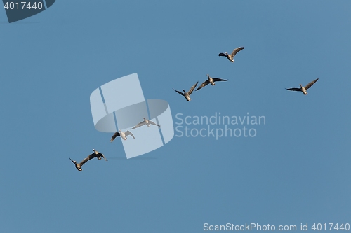 Image of Geese Flying Up