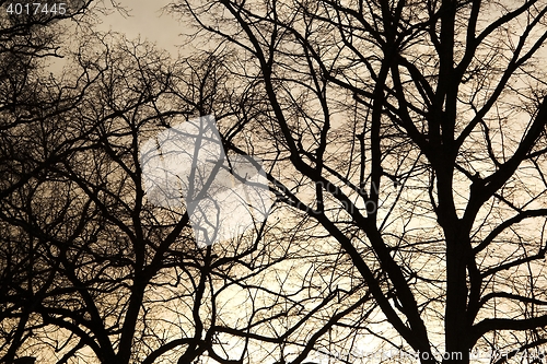 Image of Bare tree branches