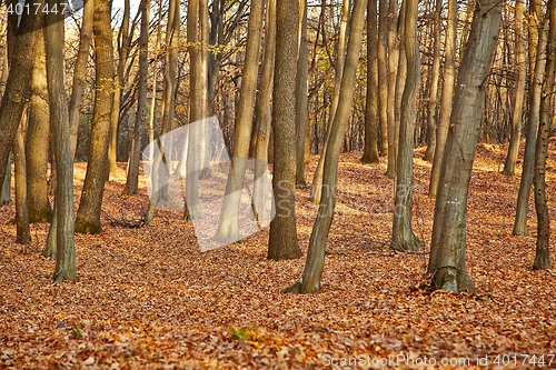 Image of Autumn Forest Detail