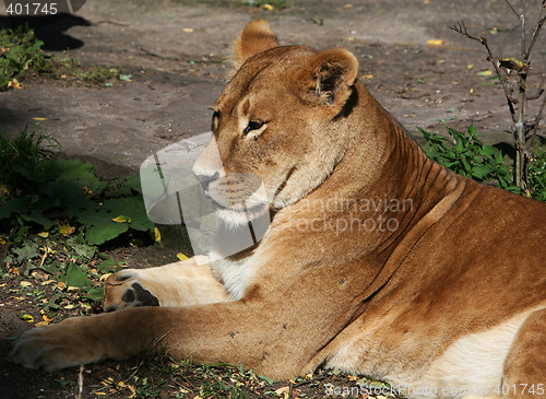 Image of Lionesse