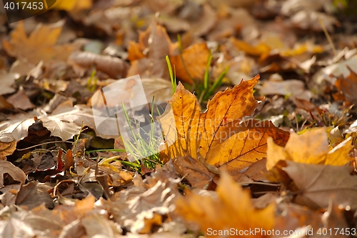 Image of Fallen autumn leaves