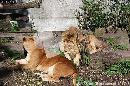 Image of lions