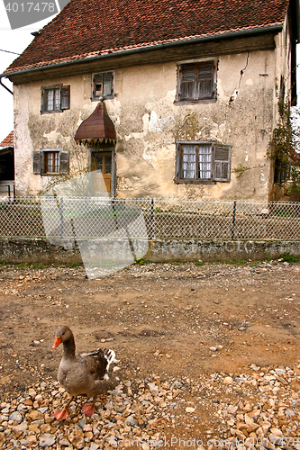 Image of goose