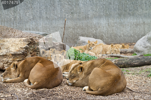 Image of Lions