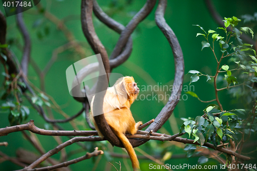 Image of golden lion tamarin