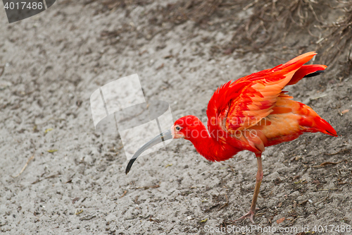 Image of scarlet ibis or Eudocimus ruber