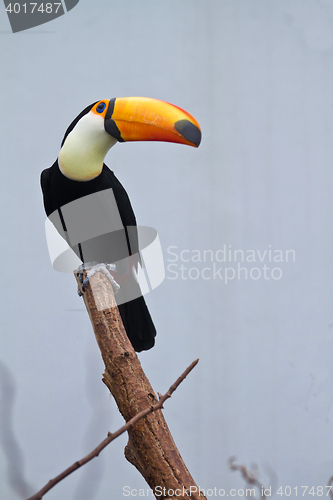 Image of channel-billed toucan